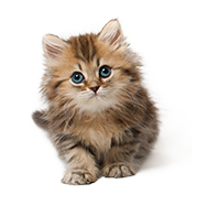cat-7