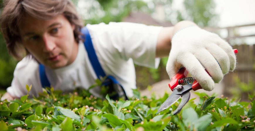 How do I get rid of grass in my garden without killing plants?